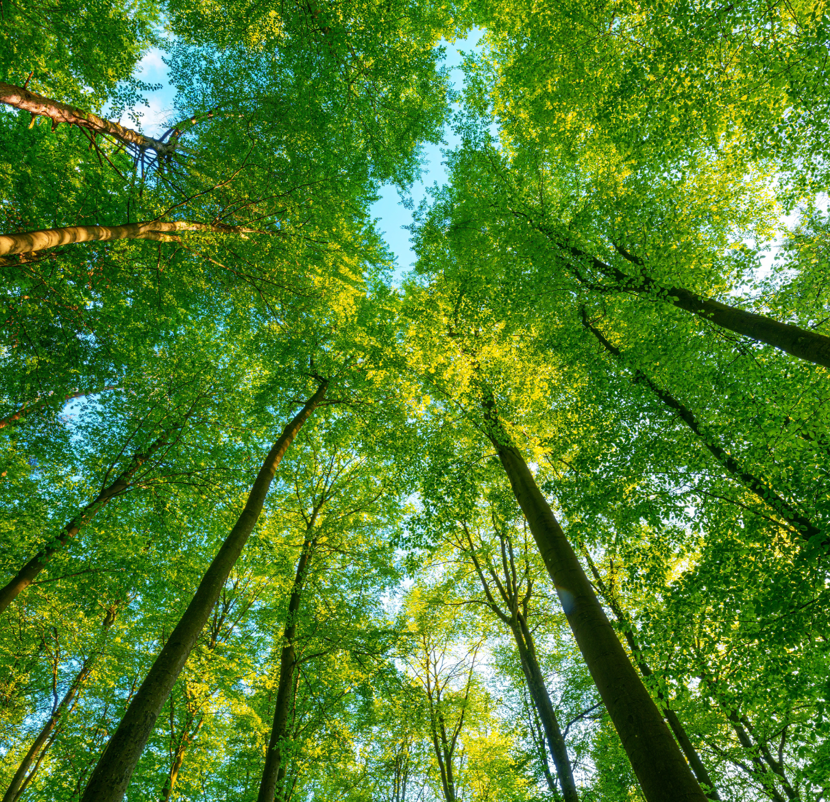 DragonIZ Hà Tĩnh cam kết phát triển theo định hướng bền vững